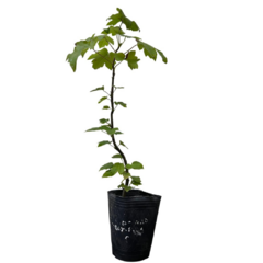 PLANTIN LIQUIDAMBAR STYRACIFLUA - comprar online