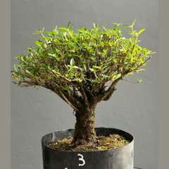 PREBONSAI SERISSA JAPONICA HOKIDACHI (Cod. 03) - comprar online
