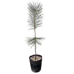 PLANTIN PINO NEGRO - comprar online