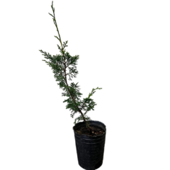 PLANTIN JUNIPERO ITOIGAWA - comprar online