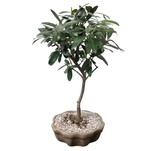 BONSAI OLIVO N°3 - comprar online