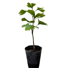 PLANTIN GINKGO BILOBA - comprar online