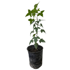 PLANTIN ACER BUERGERIANUM TRIDENTE - comprar online