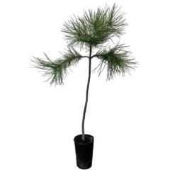 PLANTIN PINO HALEPPENSIS - comprar online