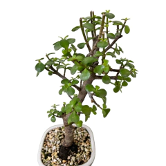 BONSAI MONEDA (PORTULACARIA AFRA) N°4 en internet