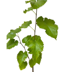 PLANTIN MORA en internet