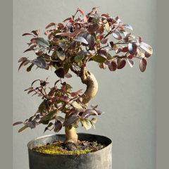 PREBONSAI LOROPETALUM (Cod. 036605) en internet