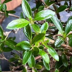 PREBONSAI SERISSA JAPONICA CON MOVIMIENTO (Cod. 21301) en internet