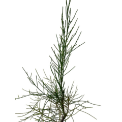 PLANTON CASUARINA en internet