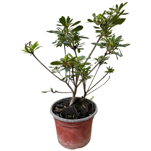 PLANTIN AZALEA - comprar online