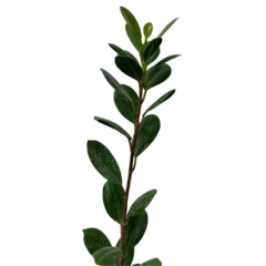 PLANTIN FICUS PANDA en internet