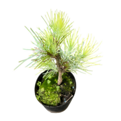 PLANTIN PINO CANARIO en internet