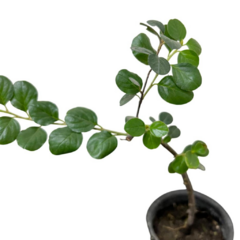PLANTIN COTONEASTER MINI en internet