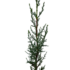 PLANTIN CIPRES en internet