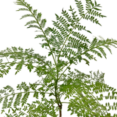 PLANTIN JACARANDA en internet