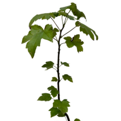 PLANTIN LIQUIDAMBAR STYRACIFLUA en internet