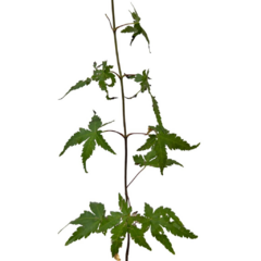 PLANTIN ACER PALMATUM JAPONES en internet