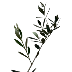PLANTIN OLIVO en internet