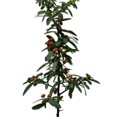 PLANTIN PIRACANTHA en internet