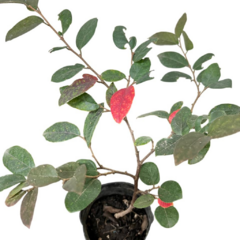 PLANTIN LOROPETALUM en internet