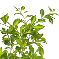 PLANTIN DURANTA JAPONICA en internet