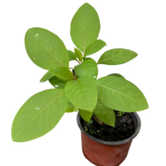 PLANTIN OMBU en internet