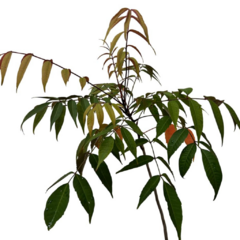 PLANTIN RHUS SUCEDANEA en internet