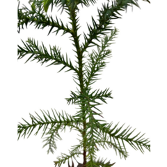 PLANTIN CRYPTOMERIA JAPONICA en internet