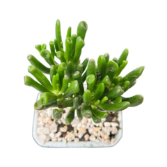 BONSAI OREJA DE SHREK N°1 en internet
