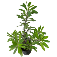 PLANTIN ROSA en internet