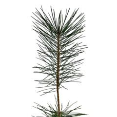 PLANTIN PINO NEGRO en internet