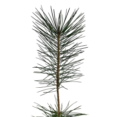 PLANTIN PINO NEGRO en internet