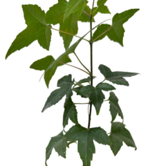 PLANTIN ACER BUERGERIANUM TRIDENTE en internet