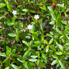 PREBONSAI SERISSA JAPONICA HOKIDACHI (Cod. 02) en internet