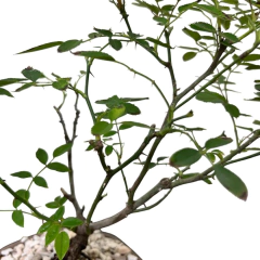 BONSAI ROSA JAPONICA N°3 en internet