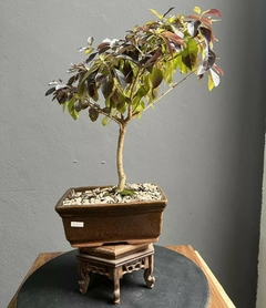 Bonsái Duranta N°2 - comprar online