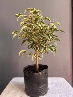 Prebonsái Ficus Variegado en internet