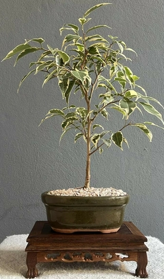 Bonsái Ficus Variegado N°1 - comprar online