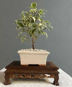 BONSAI FICUS VARIEGADO N°2 - comprar online