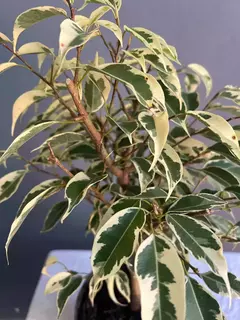 Prebonsái Ficus Variegado - comprar online