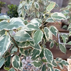Bonsái Ficus Variegado N°1 en internet