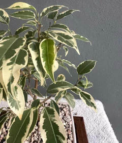 BONSAI FICUS VARIEGADO N°2 en internet