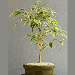 Bonsái Ficus Variegado N°1