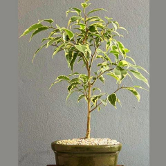BONSAI FICUS VARIEGADO N°1