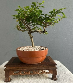 Bonsái Grewia N°3 - comprar online
