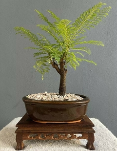 Bonsái Jacarandá N°4 - Bonsai Sandro