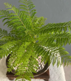 BONSAI JACARANDA N°4 en internet