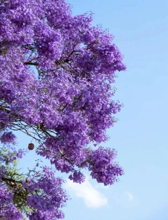 Bonsái Jacarandá N°4 - comprar online