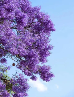 BONSAI JACARANDA N°4 - comprar online