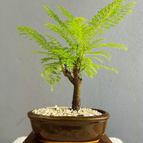 BONSAI JACARANDA N°4